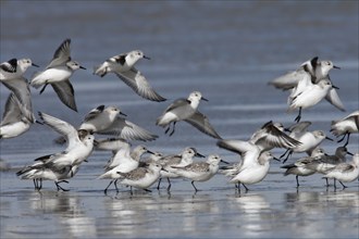 Sanderling (Calidris alba), in a light plumage, resting flock foraging in the mudflats, Lower