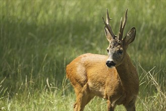 European roe deer (Capreolus capreolus) buck in red summer coat on meadow, Lower Austria, Austria,