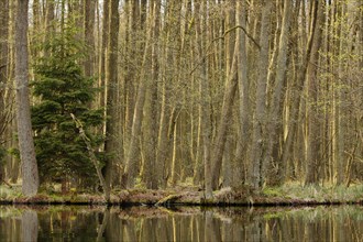 Alder forest in spring, Müritz National Park, Mecklenburg-Western Pomerania, Germany, Europe