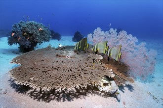 Dusky batfish (Platax pinnatus), three, above Acropora hyacinth table coral (Acropora hyacinthus),