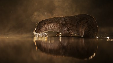 European otter (Lutra lutra) hunting in the water at night, foraging, haze, fog, winter morning,