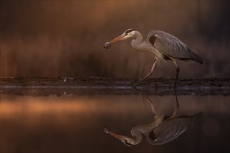 Grey heron (Ardea cinerea) foraging at dawn, with prey, sunrise, blue hour, haze, fog, winter