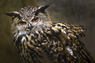 Eurasian eagle-owl (Bubo bubo) portrait, captive in Sababurg Zoo, Hofgeismar, Reinhardswald, Hesse,