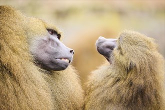 Guinea baboons (Papio papio), portrait, Bavaria, Germany Europe