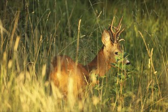 European roe deer (Capreolus capreolus) buck in evening light, Lower Austria, Austria, Europe