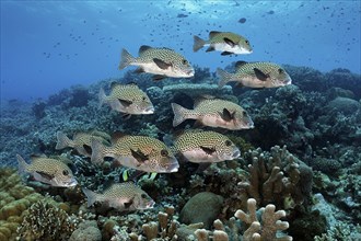 Shoal of harlequin sweetlip (Plectorhinchus chaetodonoides) or Spotted Sweetlips, swimming over