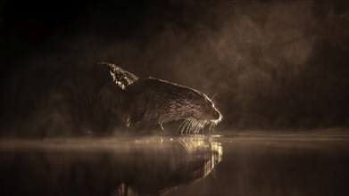 European otter (Lutra lutra) hunting in the water at night, foraging, haze, fog, winter morning,