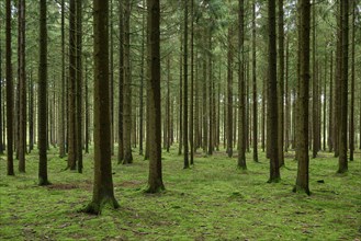 Coniferous forest, spruce, fir, moss, rain, morning, Mudau, Baden-Württemberg, Germany, Europe