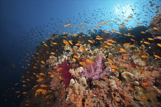 Coral reef with harem flag perch, Pseudanthias squamipinnis, Red Sea, Ras Mohammed, Egypt, Africa