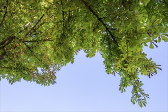 Leaves of a horse chestnut (Aesculus hippocastanum), blue sky, Bavaria, Germany, Europe