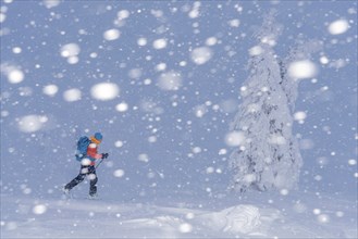 Skiers in the snow, Dundret Nature Reserve, Gällivare, Norrbotten, Lapland, Sweden, Sweden,