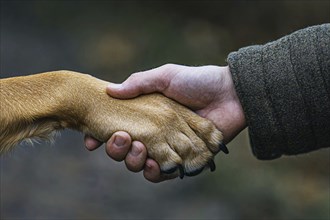 Human hand holding dog paw. Generative Ai, AI generated