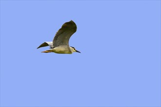 Black-crowned night heron (Nycticorax nycticorax), black-capped night heron perched on tree trunk