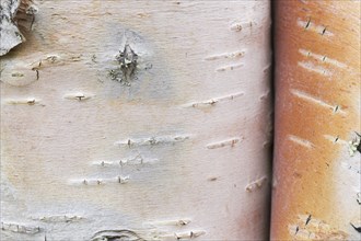 Silver birch, warty birch, European white birch (Betula pendula) (B. verrucosa) tree trunk close-up