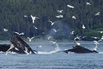 Humpback whales with wide open mouths bubble feeding, hunting behaviour, gulls and coast, Inside