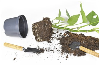 Repotting houseplant with roots in soil, flower pot and garden equipment on white background