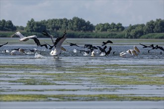 Pelicans and cormorants fish together on the water of Lacul Isac, a lake in the Danube Delta.