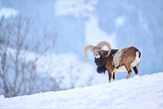 European mouflon (Ovis aries musimon) ram on a snowy meadow in the mountains in tirol, Kitzbühel,