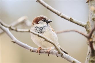 House sparrow (Passer domesticus) sitting on a little branch, Bavaria, Germany Europe