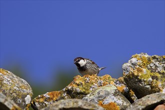 Sparrow on roof, blue sky, moss on stone, Madonie National Park, Sicily, Italy, Europe