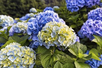 Flowers of a bigleaf hydrangea (Hydrangea macrophylla), yellow, blue, hydrangea hedge, close-up,