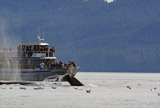 Humpback whale dives into the depths directly in front of a tourist boat, Whale Watching, Inside