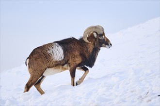 European mouflon (Ovis aries musimon) ram on a snowy meadow in the mountains in tirol, Kitzbühel,