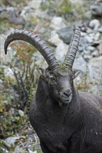 Alpine ibex (Capra ibex) in the Italian Alps, Gran Paradiso National Park, Italy, Europe