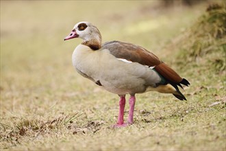 Egyptian goose (Alopochen aegyptiaca), standing on a meadow, Bavaria, Germany Europe