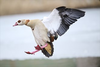 Egyptian goose (Alopochen aegyptiaca), flying, Bavaria, Germany Europe