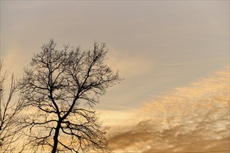 Pedunculate oak (Quercus robur) against a colored sky, sunset, Upper Palatinate, Bavaria, Germany,