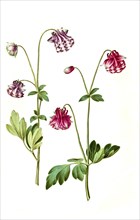 European columbine (Aquilegia vulgaris), Historic, digitally restored reproduction from a 19th