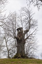 Burgstädtel lime tree