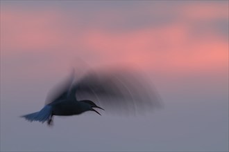 Common Tern (Sterna hirundo), flight study at sunset, in flight with motion blur of the wings,