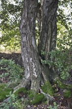 Warty birch (Betula pendula), Emsland, Lower Saxony, Germany, Europe