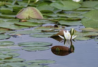 European white waterlilies (Nymphaea alba) on the water of Lacul Isaccel, a lake in the Danube