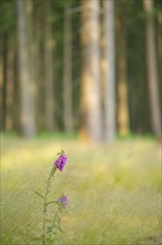 Common foxglove (Digitalis purpurea), spruce forest, Deister, Calenberger Bergland, Hameln Pyrmont,