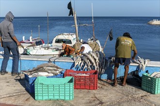 Landing a catch of small shark from fishing boat, Campeche city, Campeche State, Mexico, Central