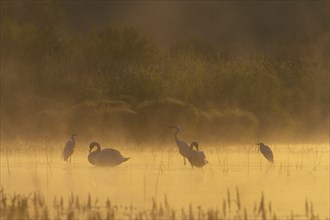 Great egret (Ardea alba), mute swans (Cygnus olor), morning atmosphere, fog, water, Lower Austria