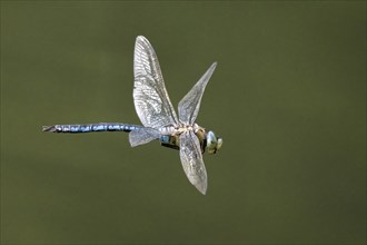 Emperor dragonfly (Anax imperator) in flight, Hesse, Germany, Europe