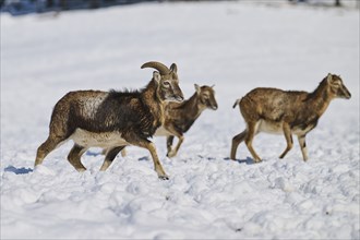 European mouflon (Ovis aries musimon) ram with ewes on a snowy meadow in the mountains in tirol,