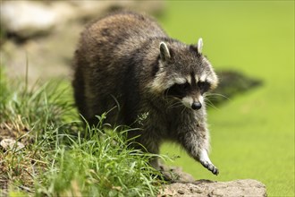 Raccoon (Procyon lotor) foraging, Germany, Europe