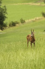 European roe deer (Capreolus capreolus) buck in summer coat on meadow, Allgäu, Bavaria, Germany,