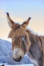 Domestic donkey (Equus asinus asinus) on a snowy meadow in the mountains in tirol at sunrise,