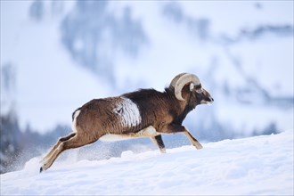 European mouflon (Ovis aries musimon) ram on a snowy meadow in the mountains in tirol, Kitzbühel,