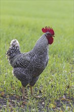 Plymouth Rock chicken, American breed of domestic chickens, free range Barred Rock cock, rooster in