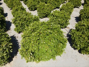 Drone shot, orange plantation, Skala, Mani, Lakonia, Peloponnese, Greece, Europe