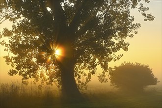 Autumn poplar (Populus x canadensis) backlit by the sun, Lower Rhine, North Rhine-Westphalia,