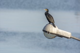 Great Cormorant (Phalacrocorax carbo resting on a lamppost on the banks of the Rhine.) . Bas-Rhin,