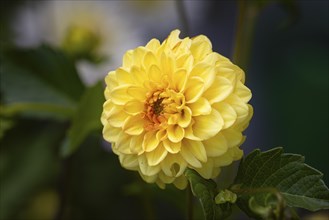 Dahlias (Dahlia), double, yellow, close-up flower, Ternitz, Lower Austria, Austria, Europe